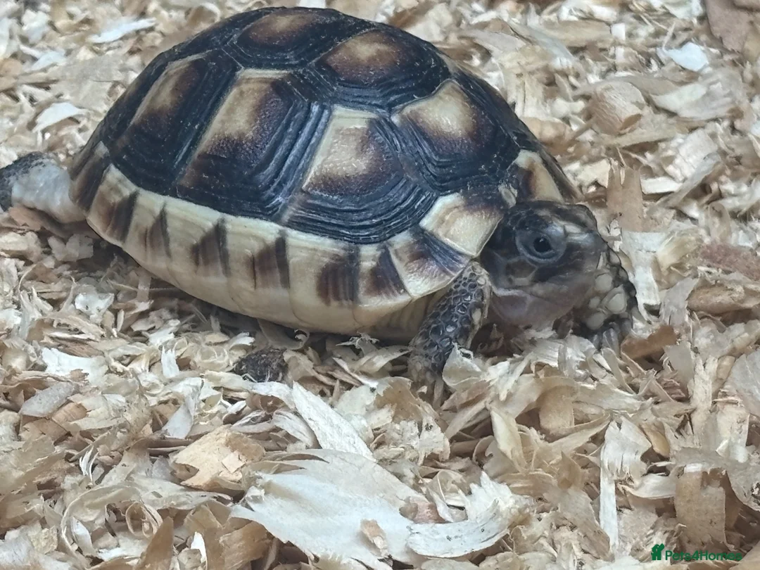 Tortoise reptiles for sale: Baby Marginated Tortoise - Advert 2