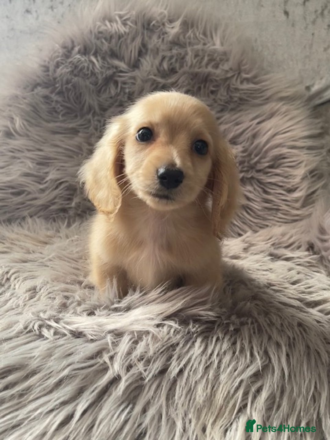 Dachshund dogs for sale: cream KC long haired miniature dachshunds for sale - Image 21