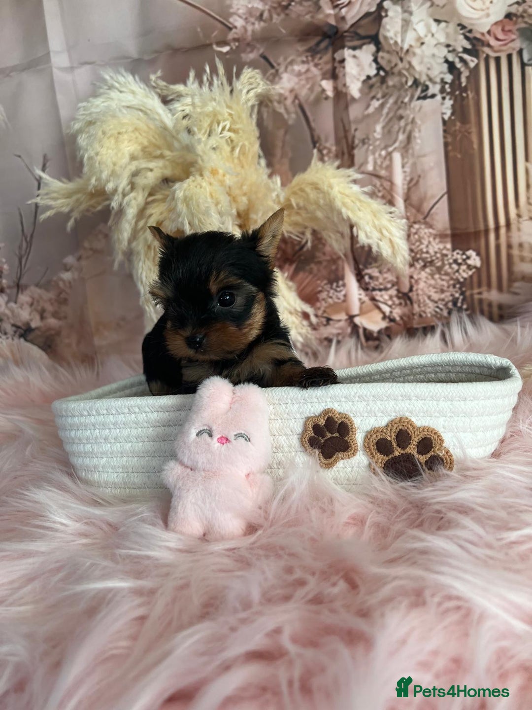 Yorkshire Terrier dogs for sale: Our amazing five pups are fully registered - Advert 13