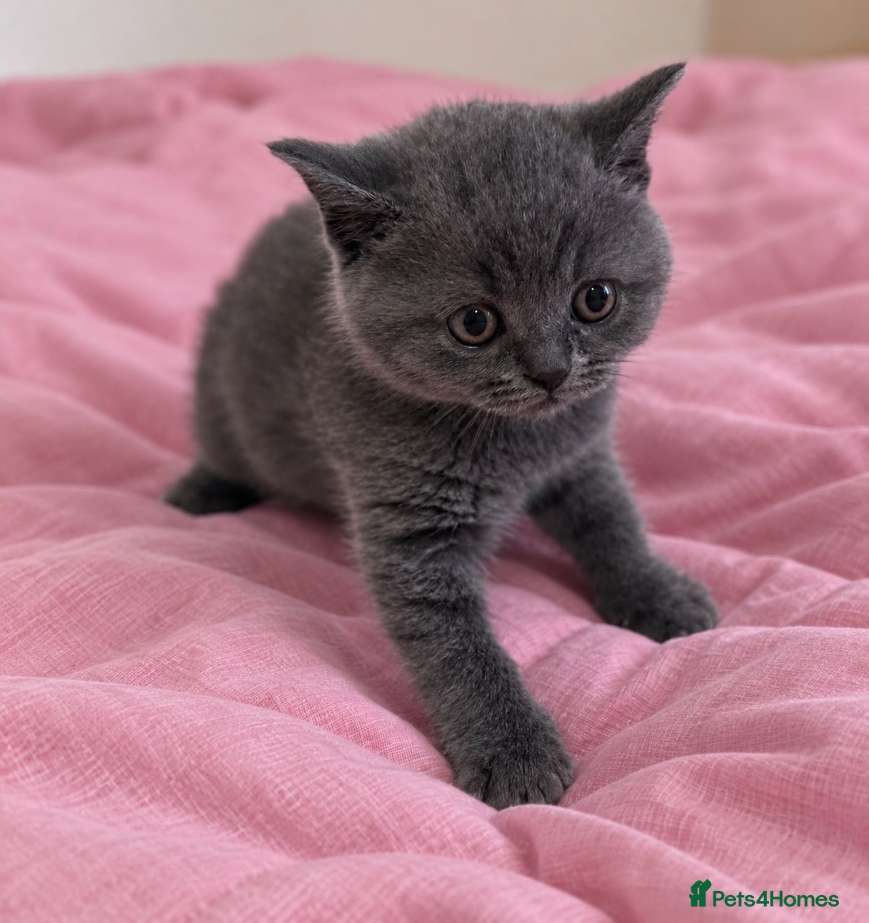 British Shorthair cats Beautiful Blue British Shorthair Kitten Gorgeous  - Advert 1