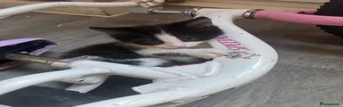 Mixed Breed Kitten 1