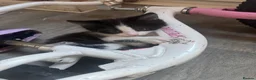 Mixed Breed cats for sale: 2 boy kittens  - Advert 3