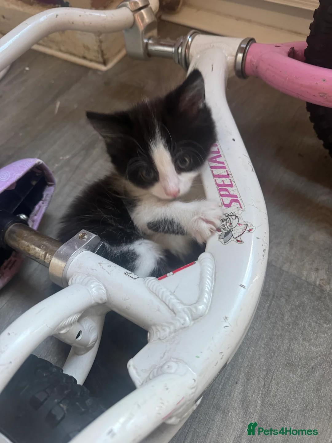 Mixed Breed cats for sale: 2 boy kittens  - Advert 3