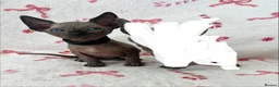 Sphynx cats for sale: (LAST 2) Sphynx Kittens - Advert 6