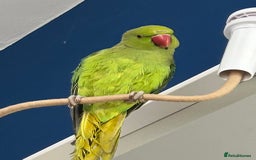 Ringnecks birds for sale: Indian Ringneck - Image 1