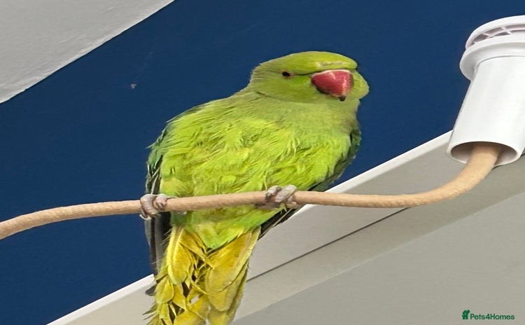 Ringnecks birds - Advert 1