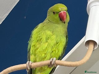 Ringnecks birds for sale - Advert 1