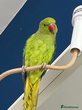 Ringnecks birds - Advert 1