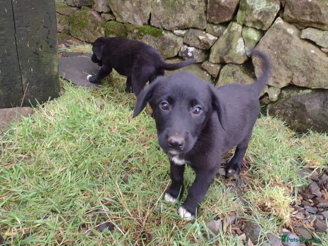 Mixed Breed dogs for sale: Collie X Sheepdog Puppies - Advert 6