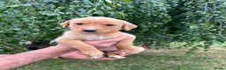 Labrador Retriever dogs for sale: Fox Red Labradors KC REG in Northallerton - Advert 10
