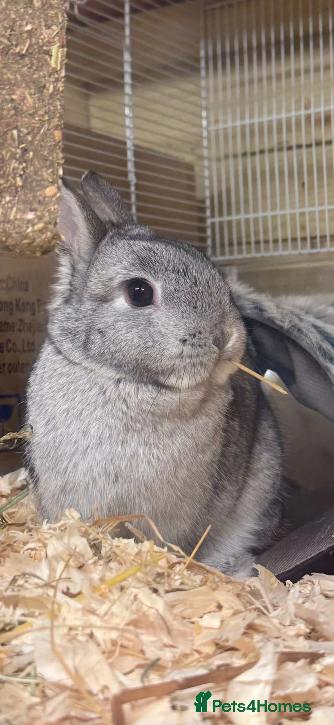 Netherland Dwarf rabbits for sale: Netherland Dwarf  in Sowerby Bridge - Advert 2