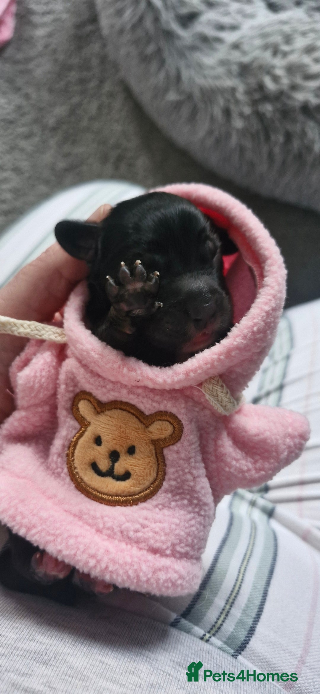 Mixed Breed dogs for sale: Stunning cavapoo x cockapoo litter just born! - Advert 2