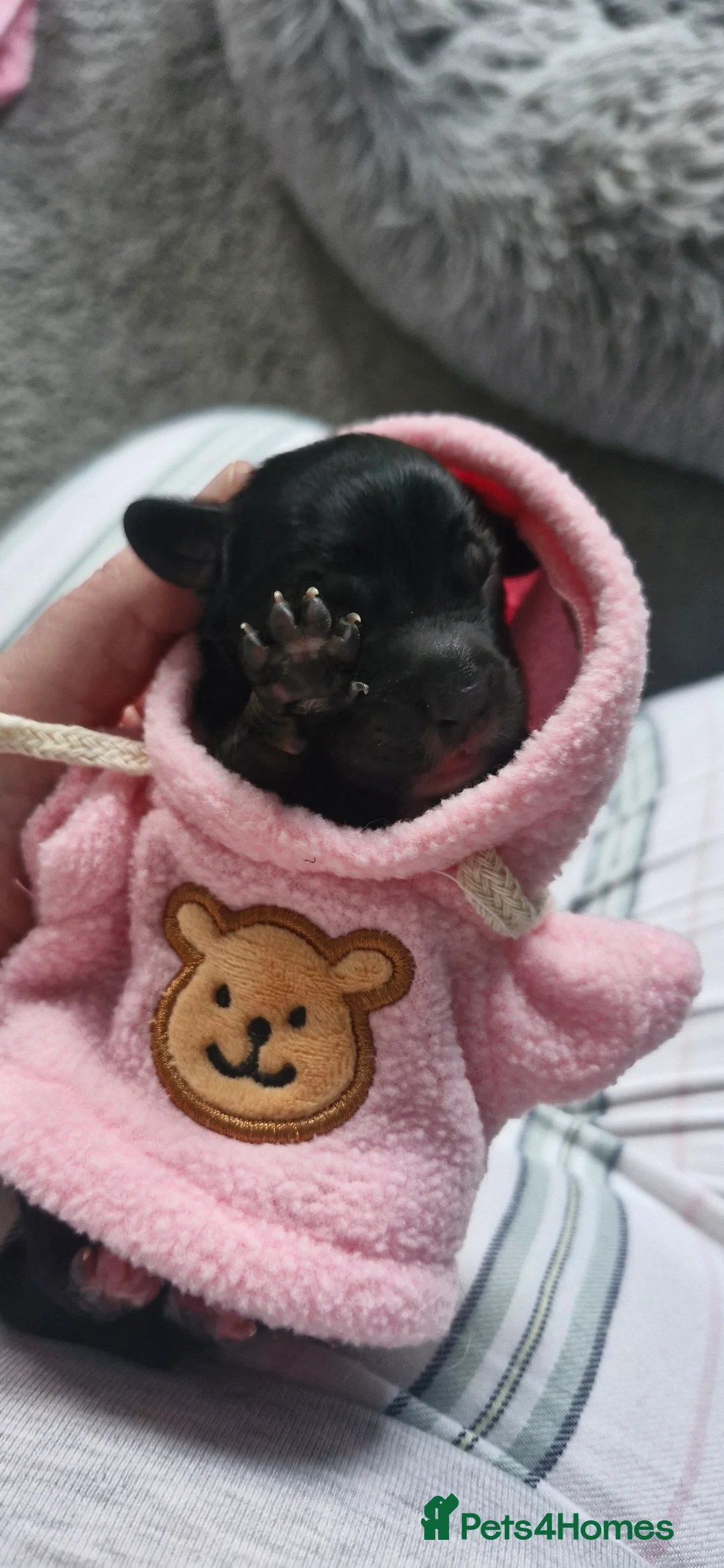 Mixed Breed dogs for sale: Stunning cavapoo x cockapoo litter just born! - Advert 2