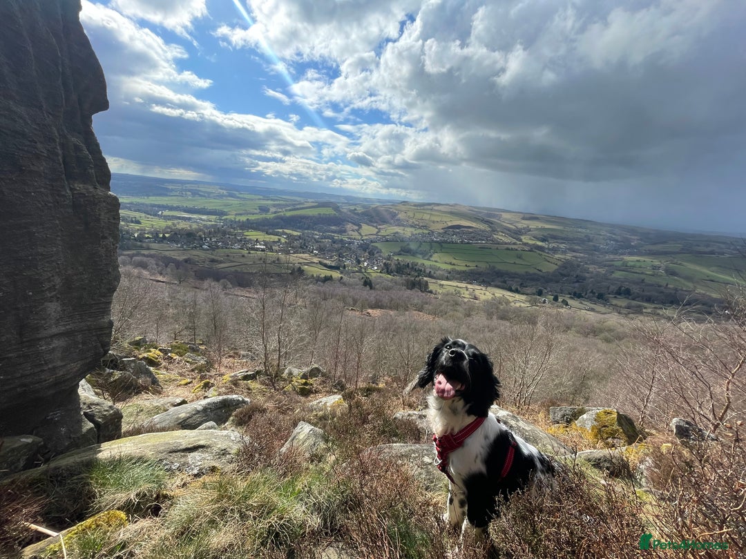 English Springer Spaniel dogs for sale: Chase, springer spaniel - Image 3