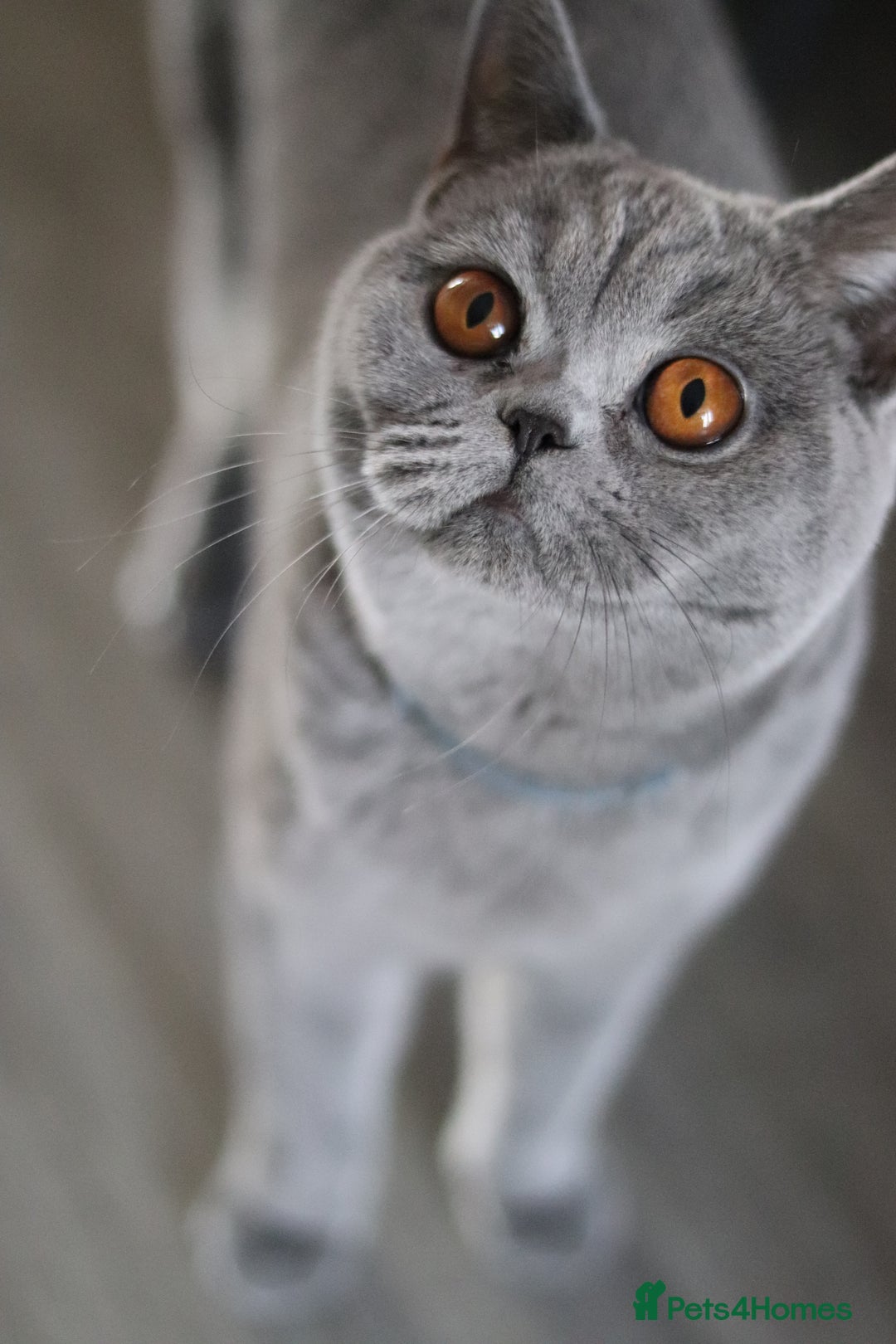 British Shorthair cats for sale: Stunning GCCF&TICA Active BSH Queen - Advert 17