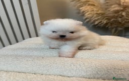 Pomeranian dogs for sale: Outstanding champion bloodline KC reg puppies  - Advert 21