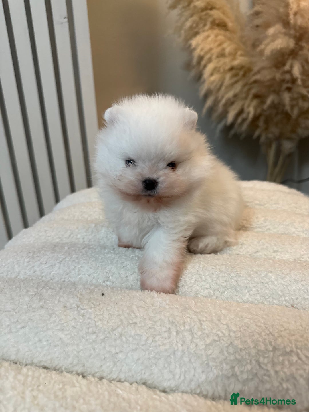 Pomeranian dogs for sale: Outstanding champion bloodline KC reg puppies  - Advert 21