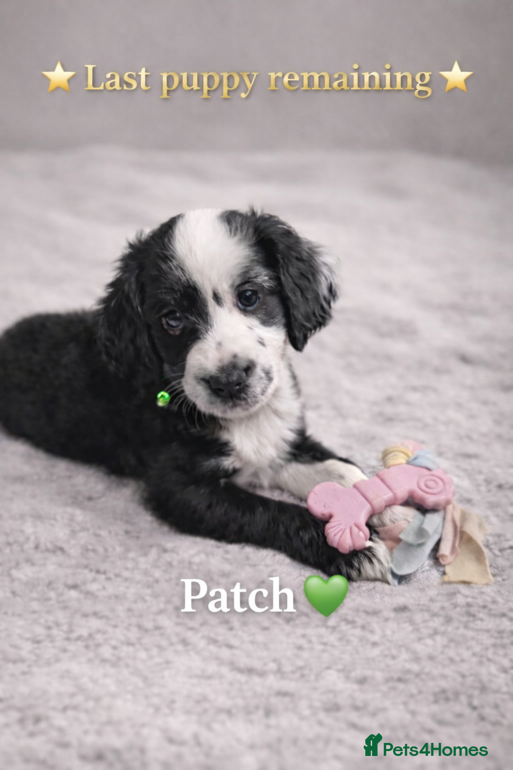 Mixed Breed dogs 🐾 Cocker Spaniel × Jack Russell Family Puppies - Advert 1