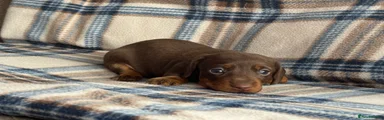 Miniature Dachshund Puppy 1