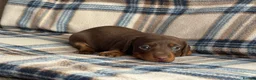 Miniature Dachshund dogs for sale: Miniature dachshunds chocolate and tan  - Advert 3