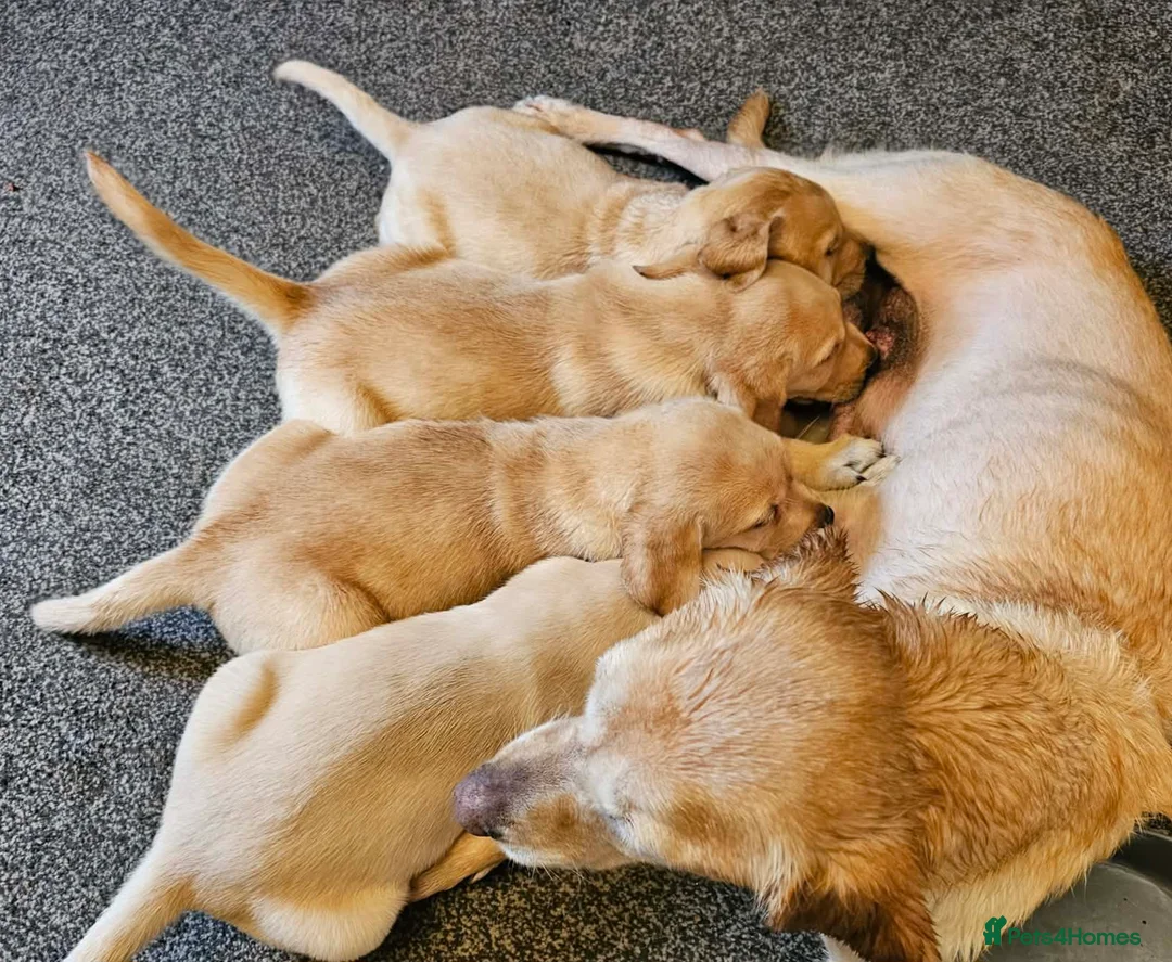 Labrador Retriever dogs for sale: 4 beautiful labrador puppies  - Advert 2