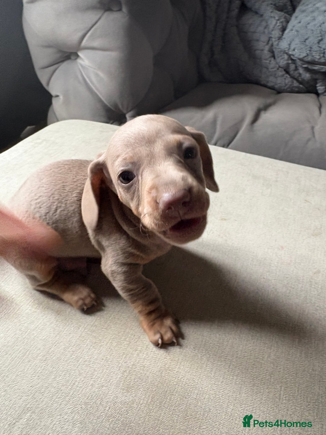 Miniature Dachshund dogs for sale: Miniature shorthaired dachshund pups - Advert 5