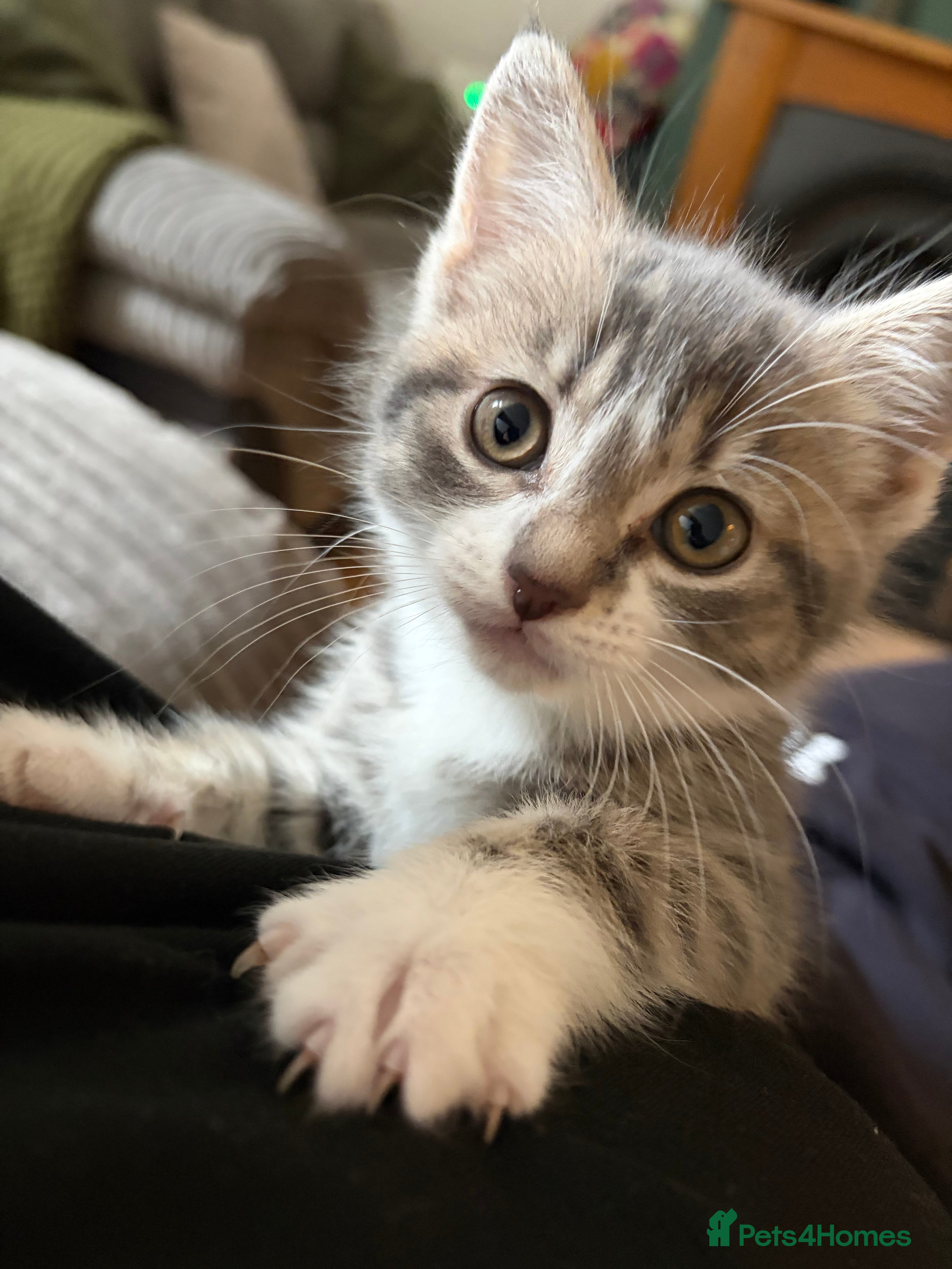 Mixed Breed cats 5 beautiful kittens  - Advert 1