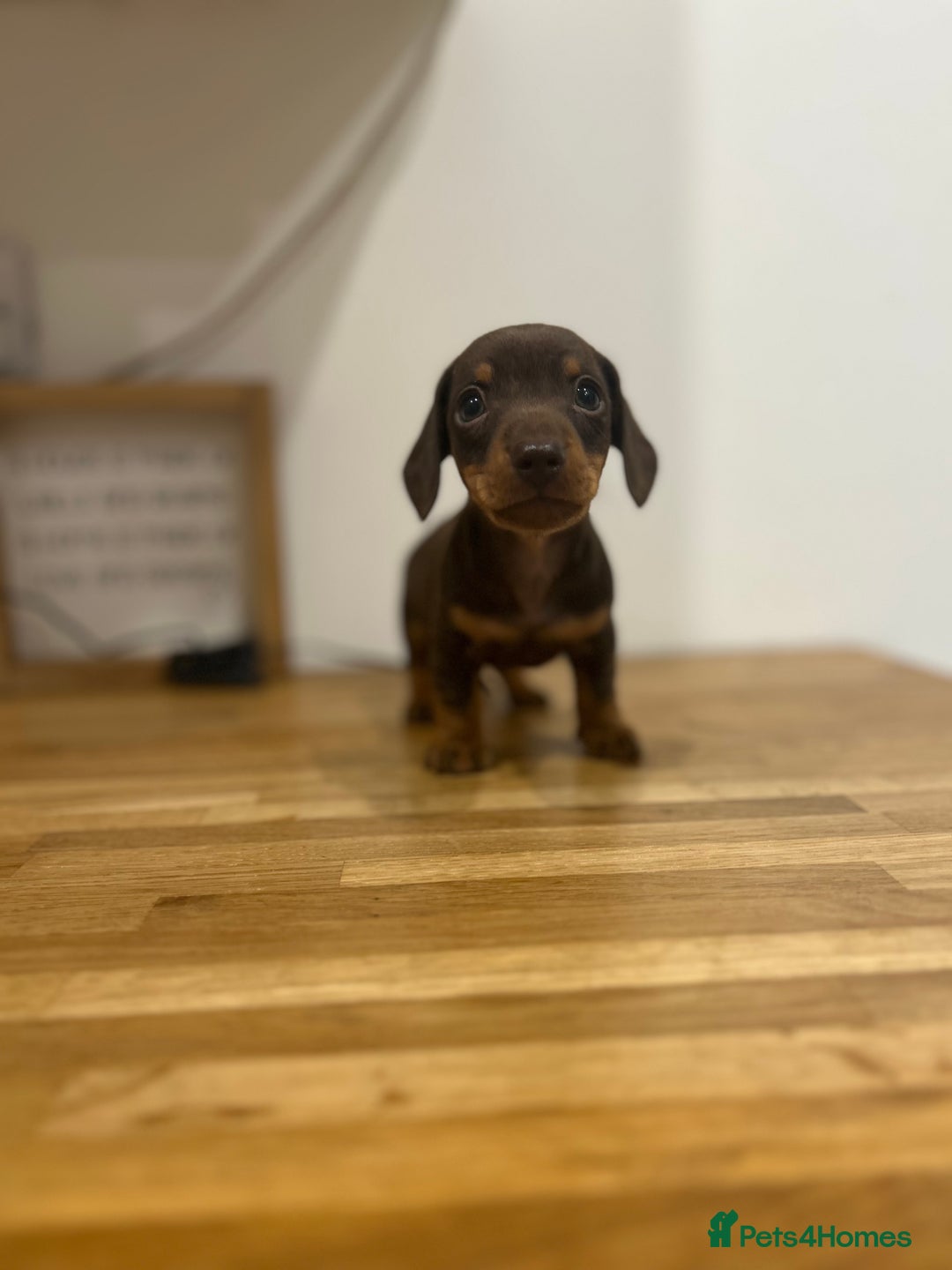 Miniature Dachshund dogs for sale:   🐾READY NOW🐾 | ONLY 1 BOY LEFT - Image 25