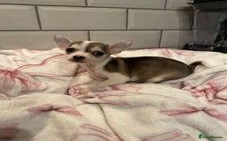Chihuahua dogs for sale: Chihuahua puppies for sale  - Image 14