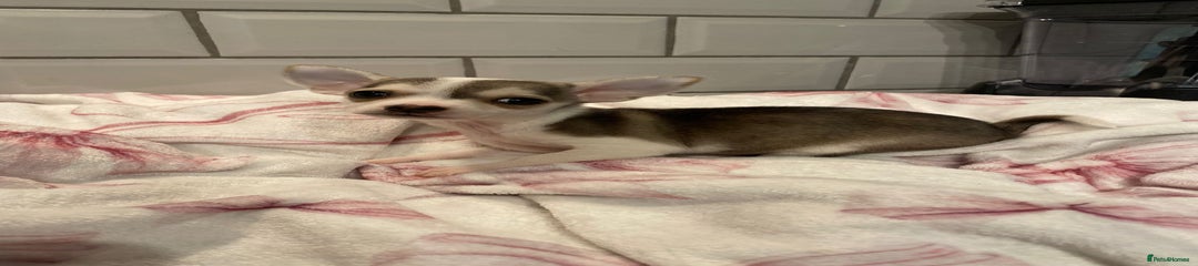 Chihuahua Puppy 4