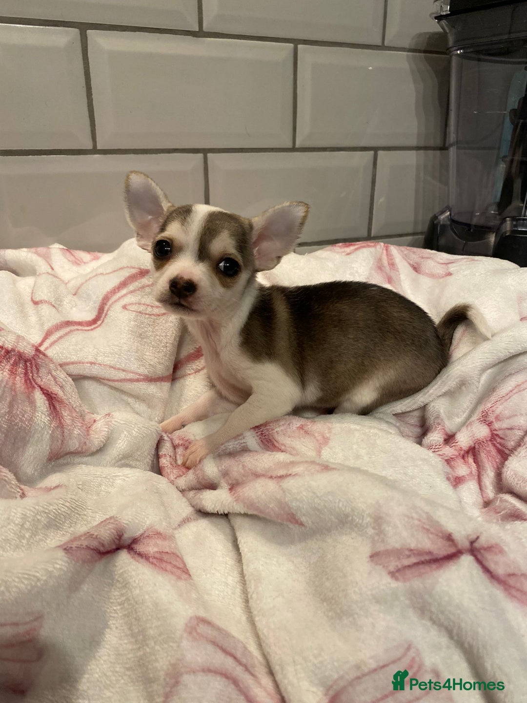 Chihuahua dogs for sale: Chihuahua puppies for sale  - Image 14