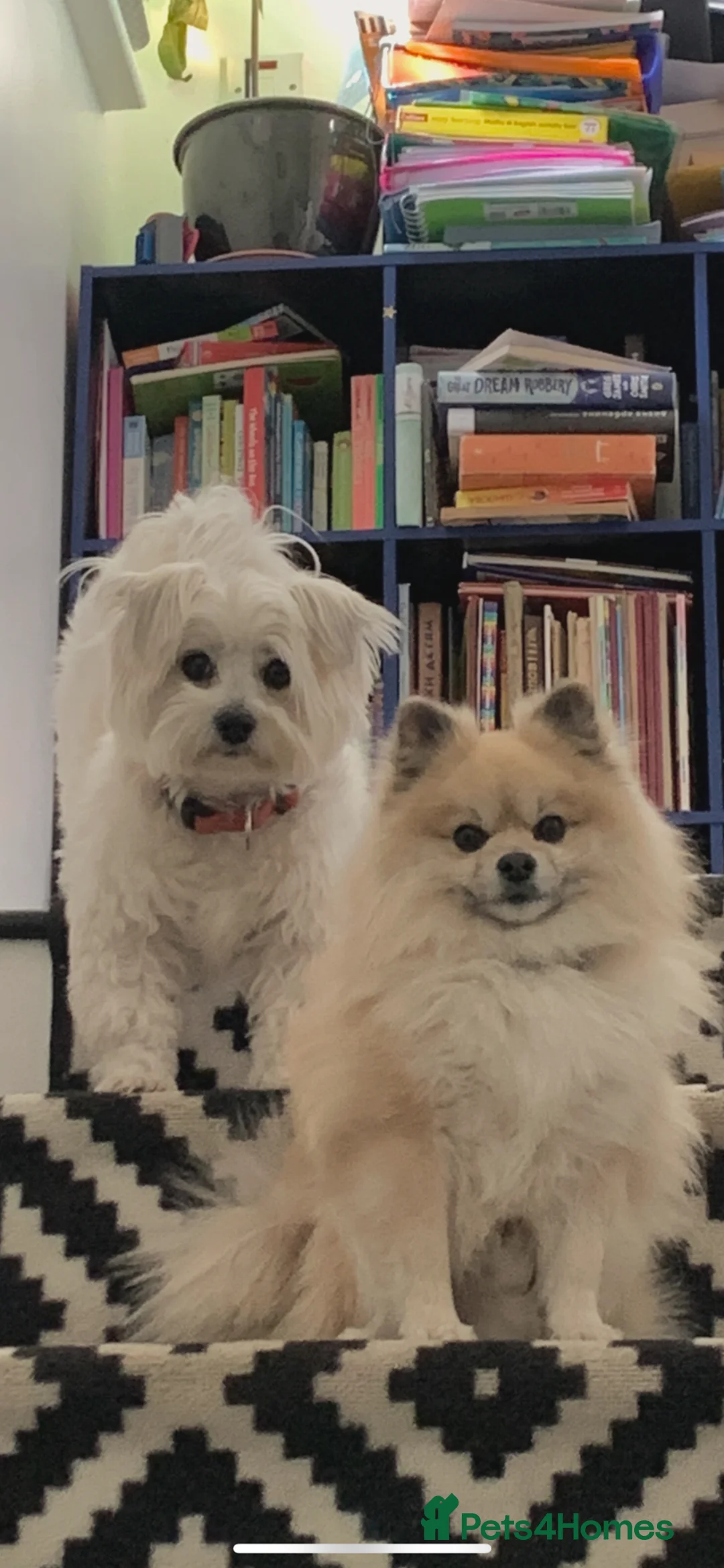 Maltipom dogs for sale: Maltipom - Advert 2