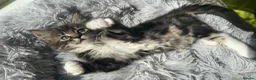 Mixed Breed cats for sale: Mixed Maine Coon Kittens in Richmond - Advert 28