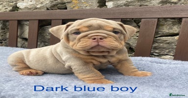English Bulldog dogs - Advert 4