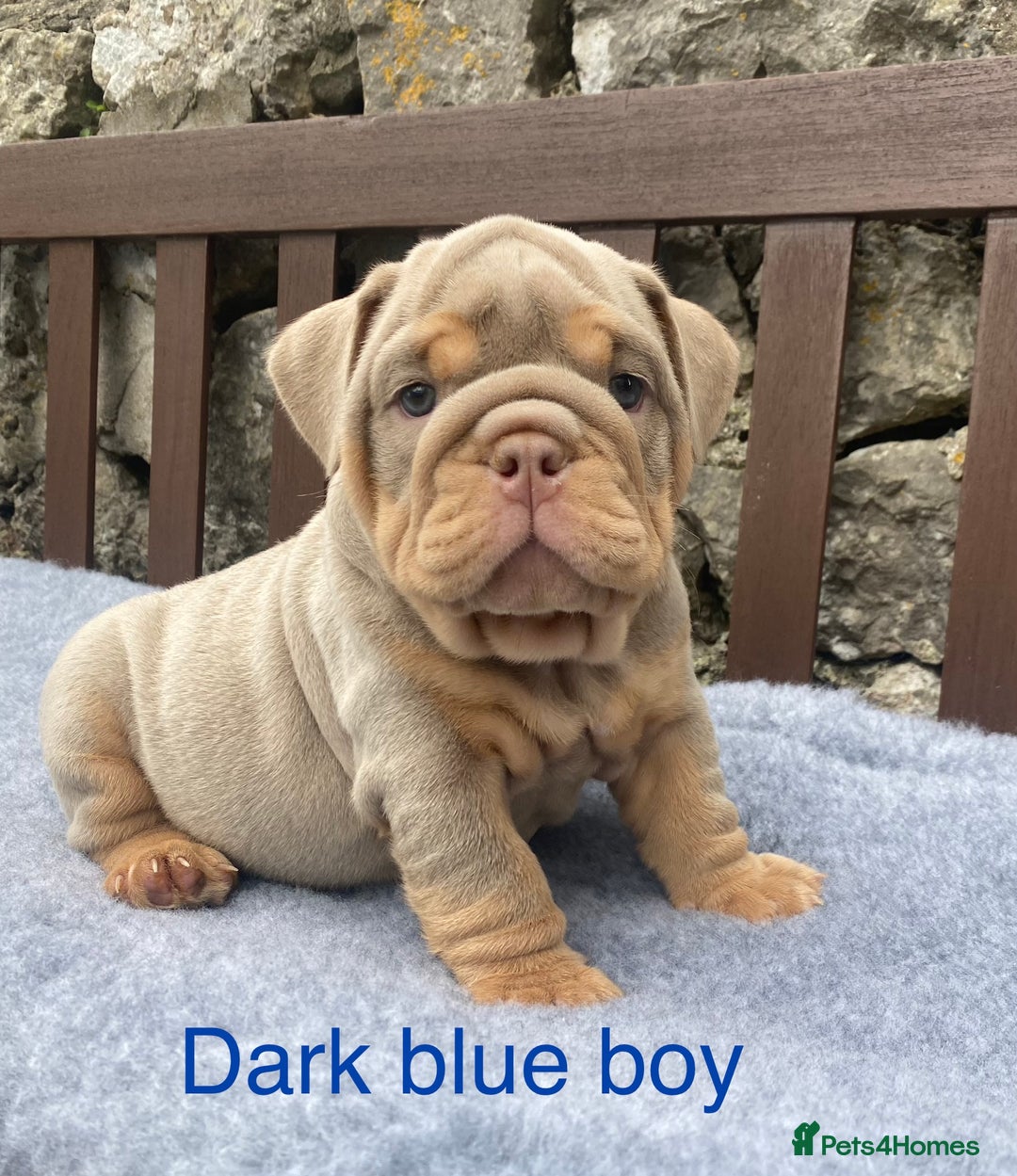English Bulldog dogs for sale: Beautiful KC lilac & tan English bulldog puppies - Image 17