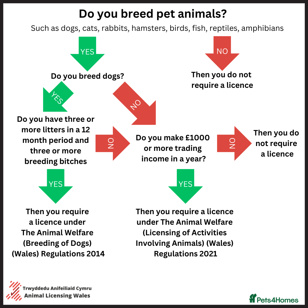 German Shorthaired Pointer dogs for sale: KC GSP Pups Health Tested Parents - Advert 12