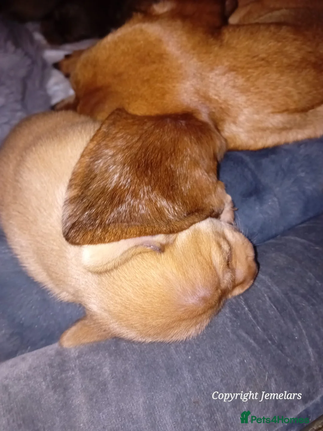 Miniature Dachshund dogs for sale: MINIATURE DACHSHUND ENGLISH CREAM LONG HAIR PUPPY  - Advert 16