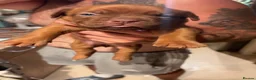 Dogue De Bordeaux dogs for sale: Dogue De Bordeaux Puppies - Advert 2