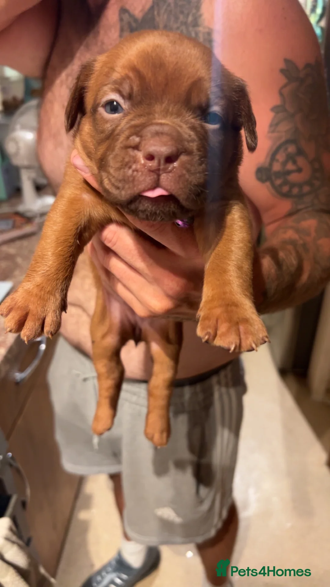 Dogue De Bordeaux dogs for sale: Dogue De Bordeaux Puppies - Advert 2