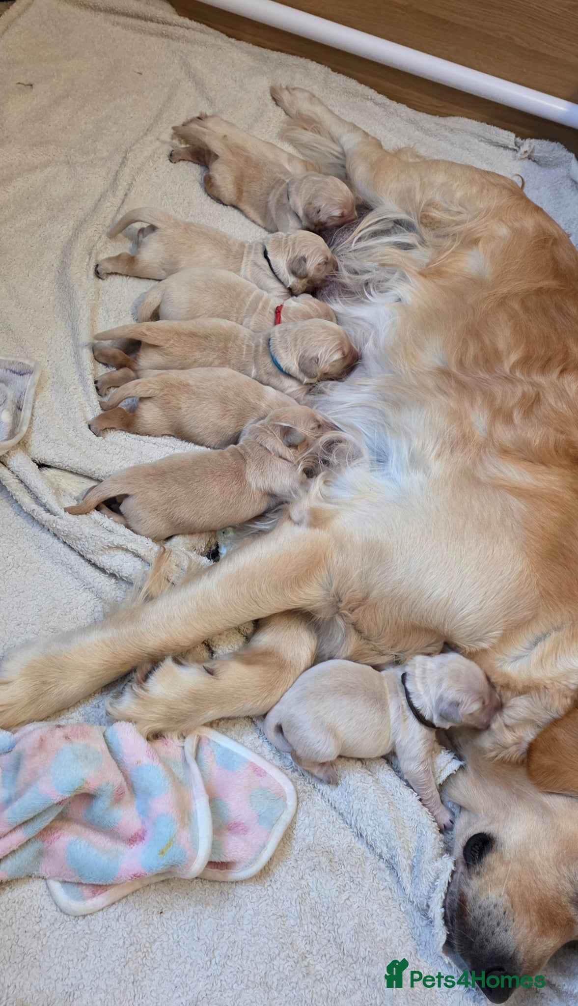 Golden Retriever dogs 5* Golden Retriver puppies - Advert 2
