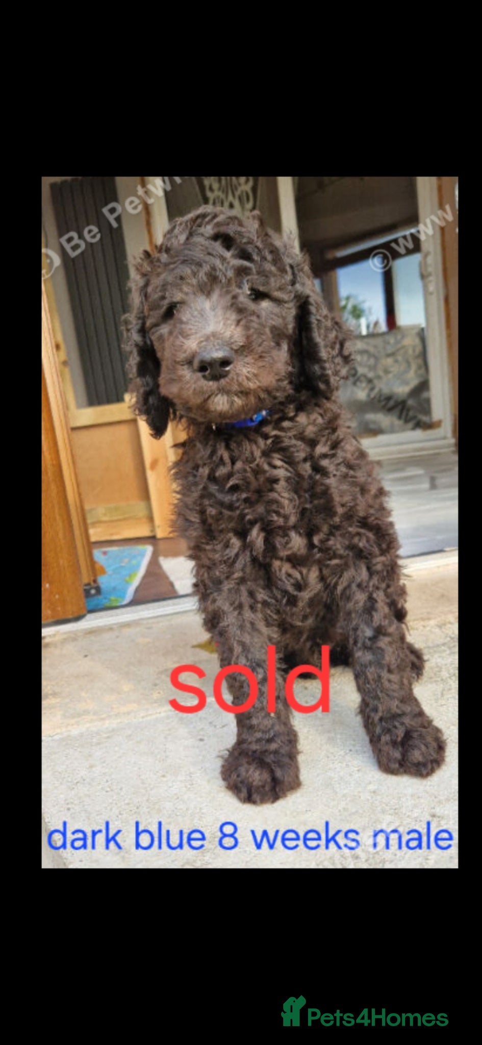 Goldendoodle dogs F1B Rare black standard Goldendoodle North Wales  - Advert 2