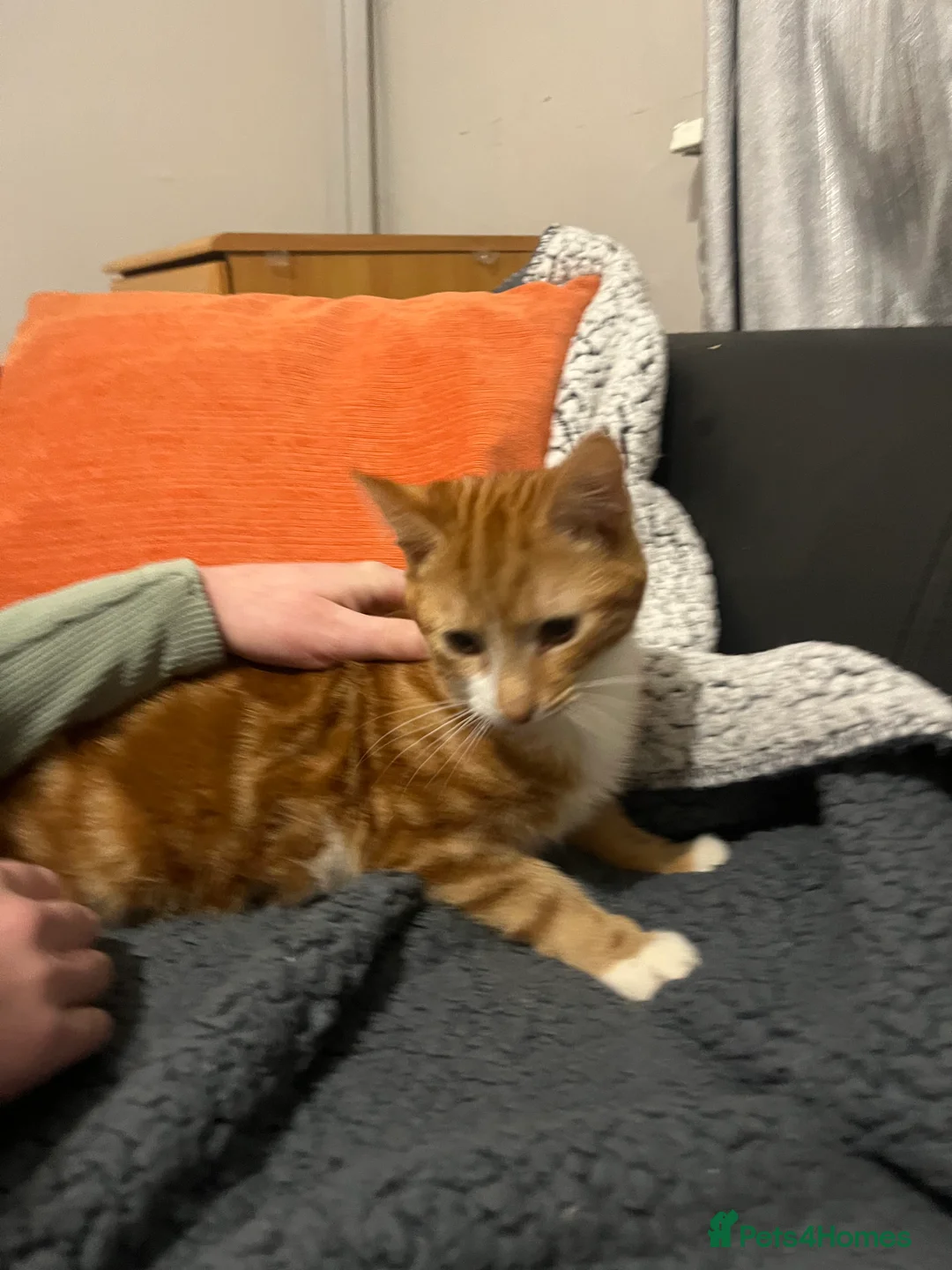 Mixed Breed cats for sale: Kittens - Advert 13