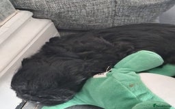 Shihpoo dogs for sale: Shih-poo on shih-poo Puppies  - Image 13