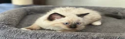 Ragdoll cats for sale: 🐾 Ragdoll Kittens 🐾 - Advert 21