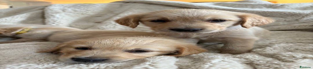 Golden Retriever Puppy 6