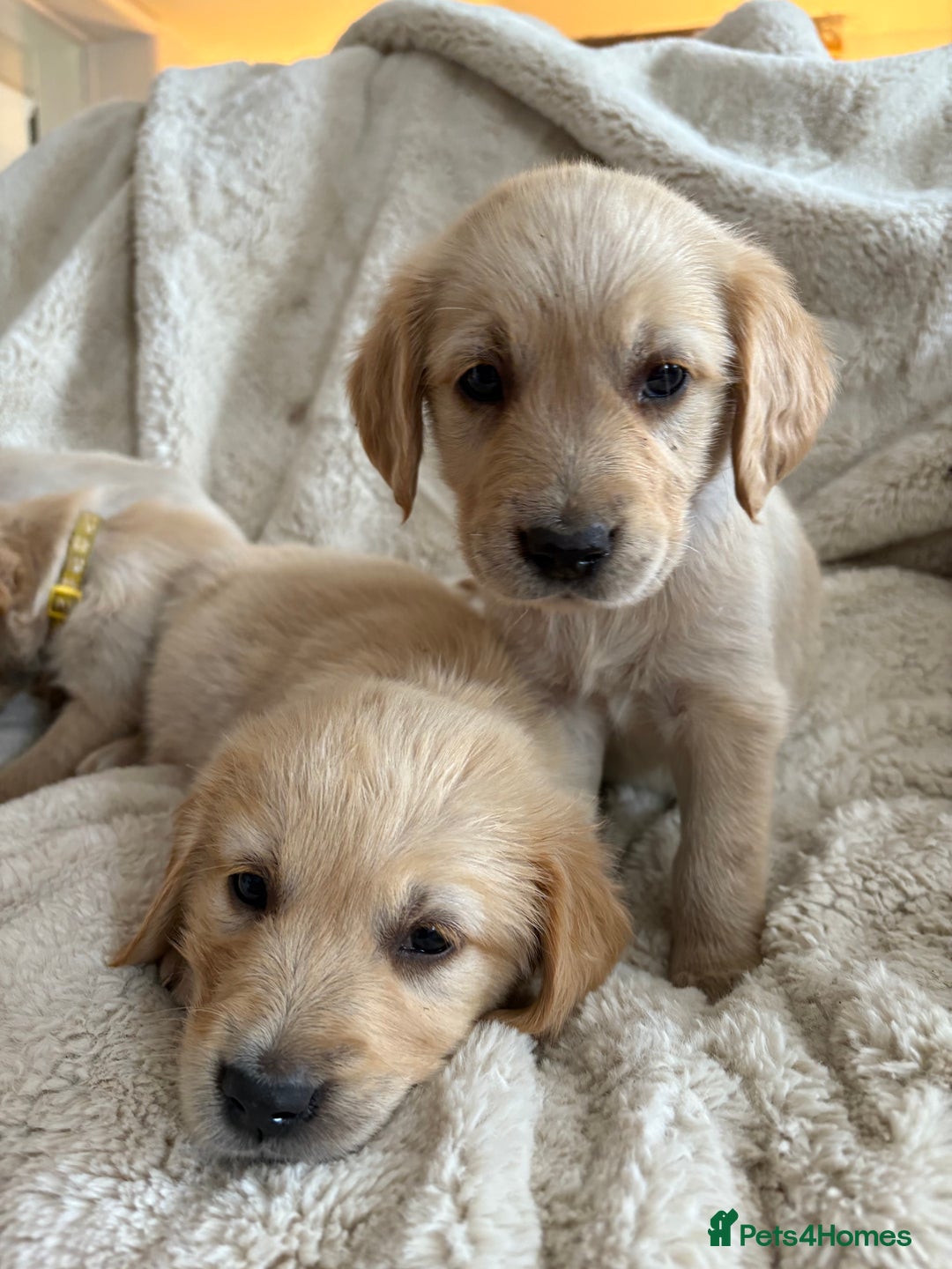 Golden Retriever dogs for sale: Golden retriever puppy Available 🐶🐾🦴  - Image 34