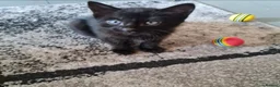 Mixed Breed cats for sale: 1 male and 1 female kitten in Manchester - Advert 3