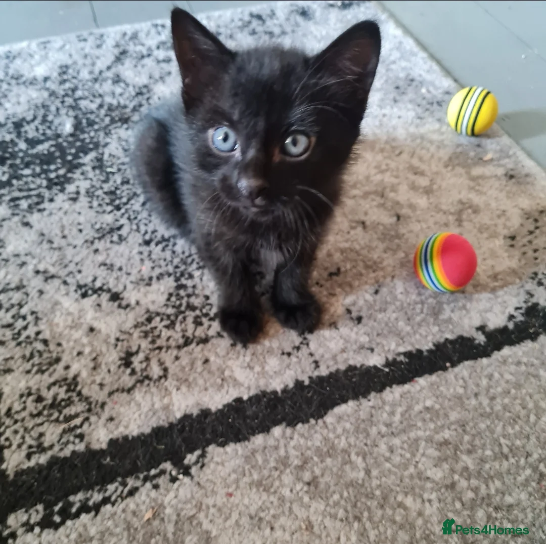 Mixed Breed cats for sale: 1 male and 1 female kitten in Manchester - Advert 3