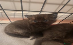 British Shorthair cats for sale: British Shorthair and Ragdoll mix - Image 8