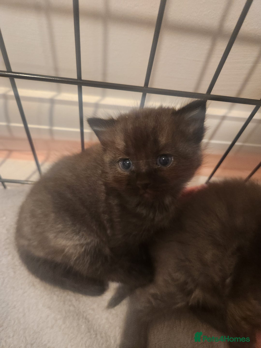 British Shorthair cats for sale: British Shorthair and Ragdoll mix - Image 8